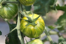 ゼブラプチトマト