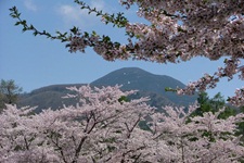 聖光寺の桜