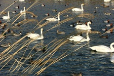 上川の白鳥